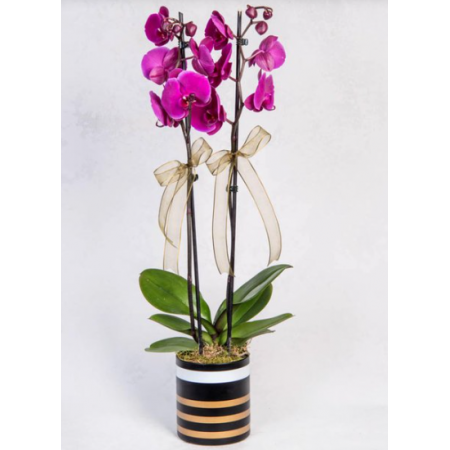 2 Dal Mor Orkide Çiçeği Gold Çizgili Vazoda